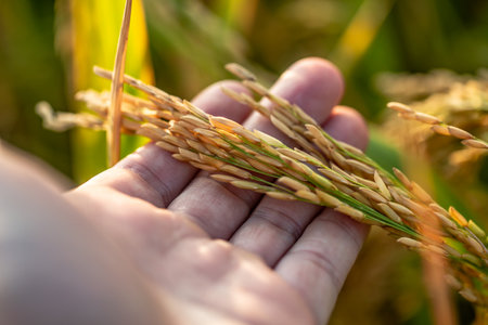 A piece of golden rice, rice waiting to be harvestedの写真素材