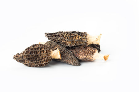 Fresh morel mushrooms isolated on white background. (Morchella esculenta)の写真素材