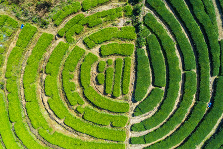 Aerial view of green tea plantation in Chiang Rai, Thailand