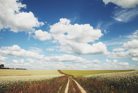 Summer landscape with a blossoming field and the road stretching into the distance