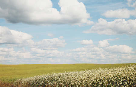 Summer landscape with a green field and flowersの写真素材
