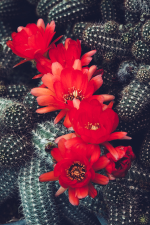 Cactus is suitable for background use.の写真素材