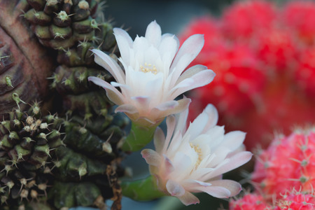 Cactus is suitable for background use.の写真素材