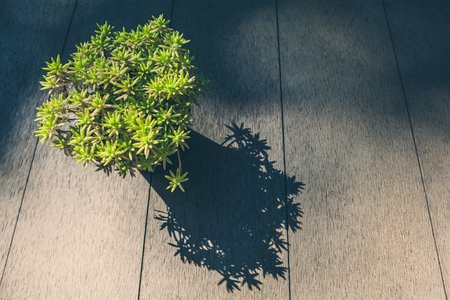 succulent  in a pot placed on a table.の写真素材