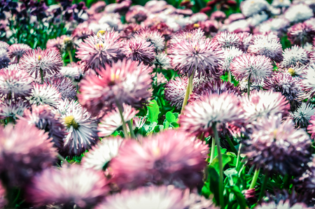 Flowers - detailの写真素材