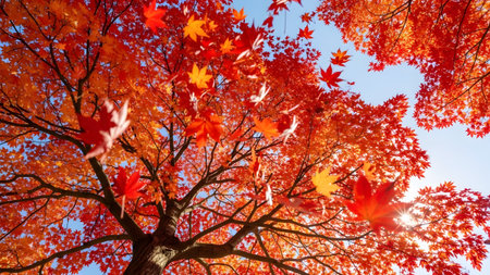 Stock showing a maple tree with vibrant orange and red leaves in autumn with falling leaves....の写真素材