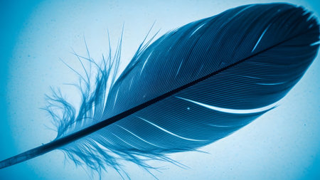 Fine showing close up of a single blue feather with fine details of its barbs and shaft against...の写真素材