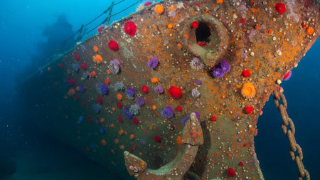 A detailed view of a rusty shipwreck bow with an anchor, covered in numerous colorful sea...の写真素材
