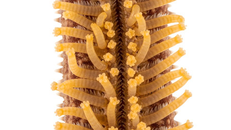 Macro view of a dried starfish arm with rows of yellow tube feet and a textured surface,...