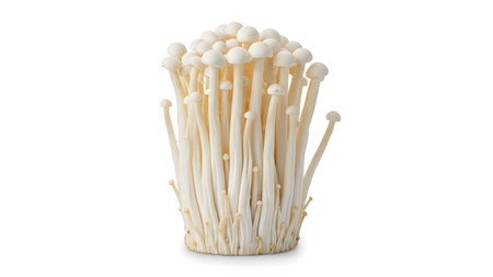 Delicate showing bunch of enoki mushrooms with delicate white stems and small caps on white...