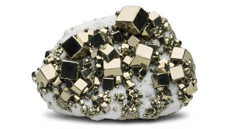 A close-up view of a cluster of metallic golden pyrite cubes embedded in a white mineral matrix.