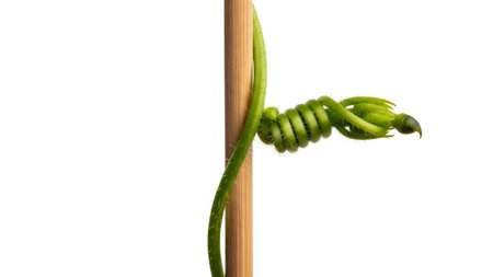 Hairy showing green vine tendril coiling around a wooden stick with hairy texture.