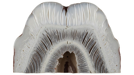 An intricate cross-section of a tooth revealing detailed dentin tubules and a central pulp...