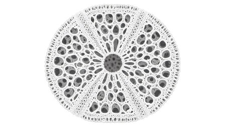 Patterned showing intricate white lace patterned sea urchin skeleton with dark cellular...