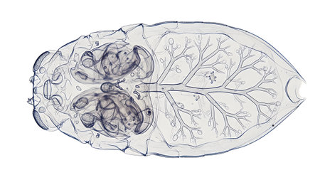 A transparent, oval-shaped organism is viewed from above, revealing its complex internal...