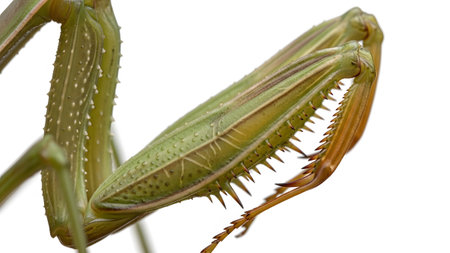 Macro view of a green praying mantis foreleg with sharp spines and serrated edges on white.