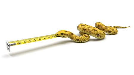 Around showing yellow snake coiled around a yellow measuring tape with inch and centimeter...