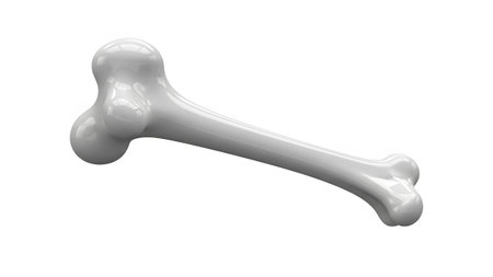 White showing glossy white bone on a plain white background. resolution