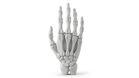 White 3d render of a human hand skeleton with transparent background.