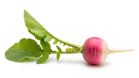 A single radish with a vibrant pink and white bulb and a cluster of fresh green leaves and stem,...
