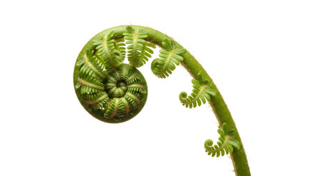 Spiral showing green fern frond unfurling in a spiral pattern on a white background.の写真素材