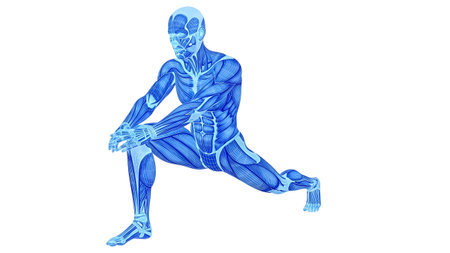 A blue anatomical of a male body muscles in a deep lunge stretching pose.... anatomy,...