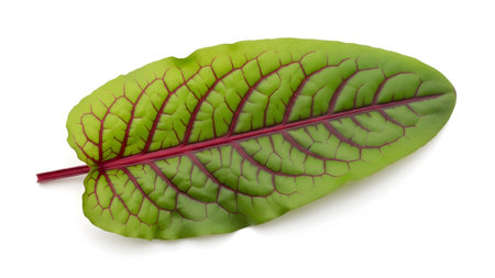 A single green sorrel leaf with prominent red venation is displayed against a clean white...