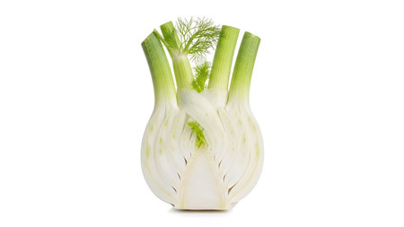 A single fresh fennel bulb cut in half revealing its layered white interior and vibrant green...の写真素材