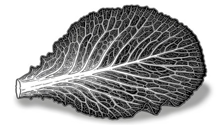 A detailed black and white line of a single savoy cabbage leaf, showcasing intricate vein...