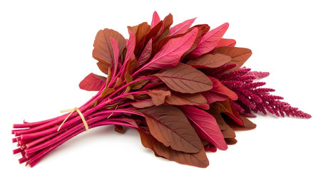 A bunch of red amaranth with vibrant crimson leaves and a feathery flower tied with natural...の写真素材