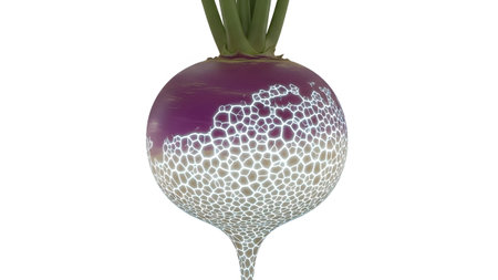 A purple and white root vegetable with a cracked, glowing texture extends downwards on a white...