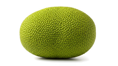 A whole green jackfruit with a spiky textured rind isolated on a white background....の写真素材