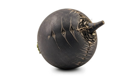 A dark, round black radish with a rough, textured skin and distinct carved lines on its surface.の写真素材