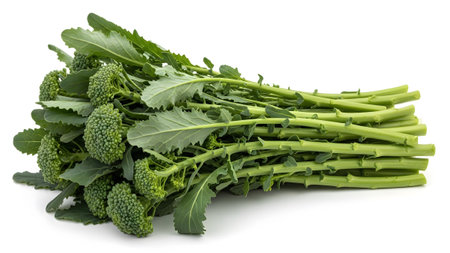 A bunch of vibrant green broccolini with tightly packed florets and broad leaves lies on a white...の写真素材