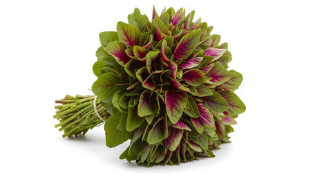 Nature showing bunch of vibrant green and magenta amaranth leaves tied with twine on white...の写真素材