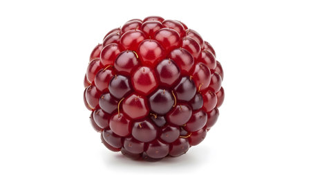 Close showing close up of a single ripe blackberry with deep red and purple drupelets on white...