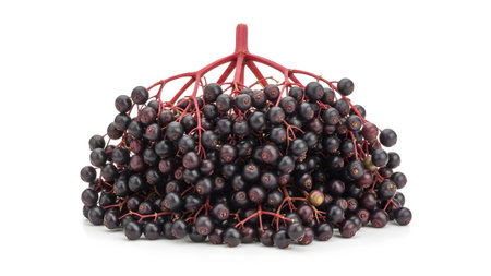 Showing cluster of dark purple elderberries with red stems on white background.の写真素材