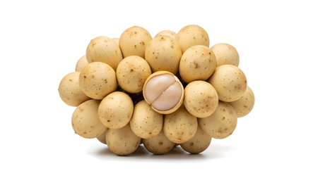 (304) showing cluster of ripe yellow-skinned langsat fruits with one cut open revealing white...の写真素材