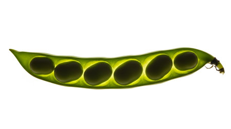 A green bean pod is backlit, showcasing six large, oval peas glowing with internal light against...