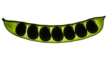 A long green pod seven dark oval beans, backlit and isolated against a clean white background.