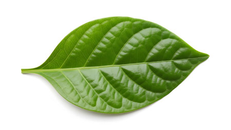 A single, glossy green leaf with clearly defined veins and a smooth texture sits on a white...