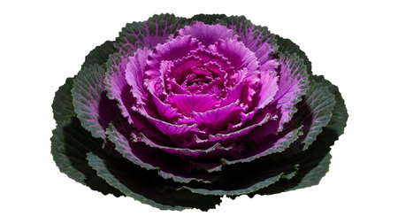 A single ornamental kale with deep purple ruffled inner leaves and dark green outer leaves on a...