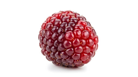 A single, plump dark red mulberry fruit composed of many small clustered drupelets rests on a...