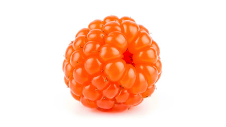 Orange showing single orange cloudberry with distinct drupelets on a white background isolated....の写真素材