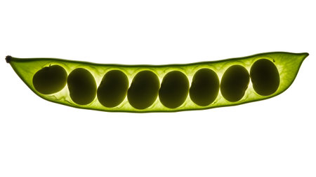 A green pea pod is backlit, revealing seven dark green peas arranged in a line against white.