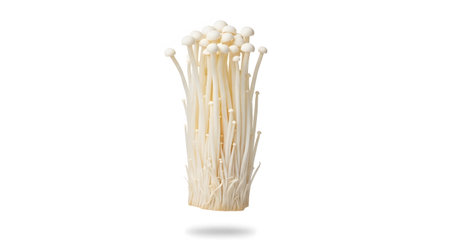 A cluster of delicate white enoki mushrooms with long thin stems and small caps is isolated on a...