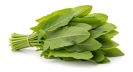 A vibrant bunch of fresh green sorrel leaves is neatly tied with twine and presented on a clean...