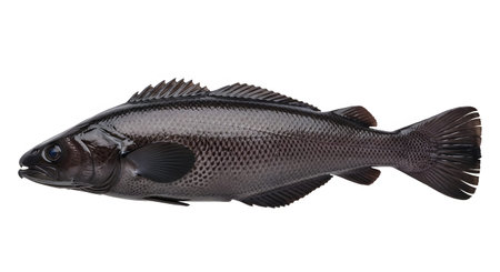 showing dark colored sea bass fish with detailed scales and fins displayed on a white...の写真素材