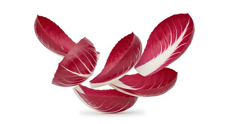 Leaves showing falling radicchio leaves with red and white veins on white background.の写真素材