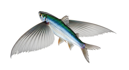 showing flying fish with extended fins and iridescent scales in mid-air. resolution...の写真素材